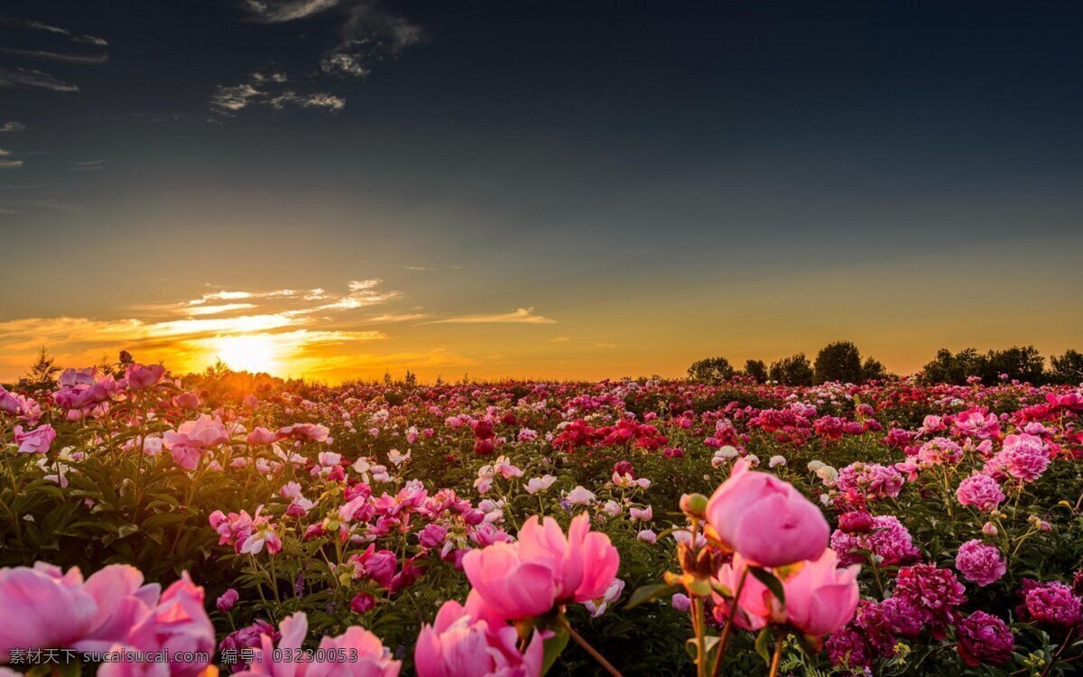 夕阳 下 杜鹃花 花朵 夕阳西下 美丽的花朵 丛林 自然景观 自然风景