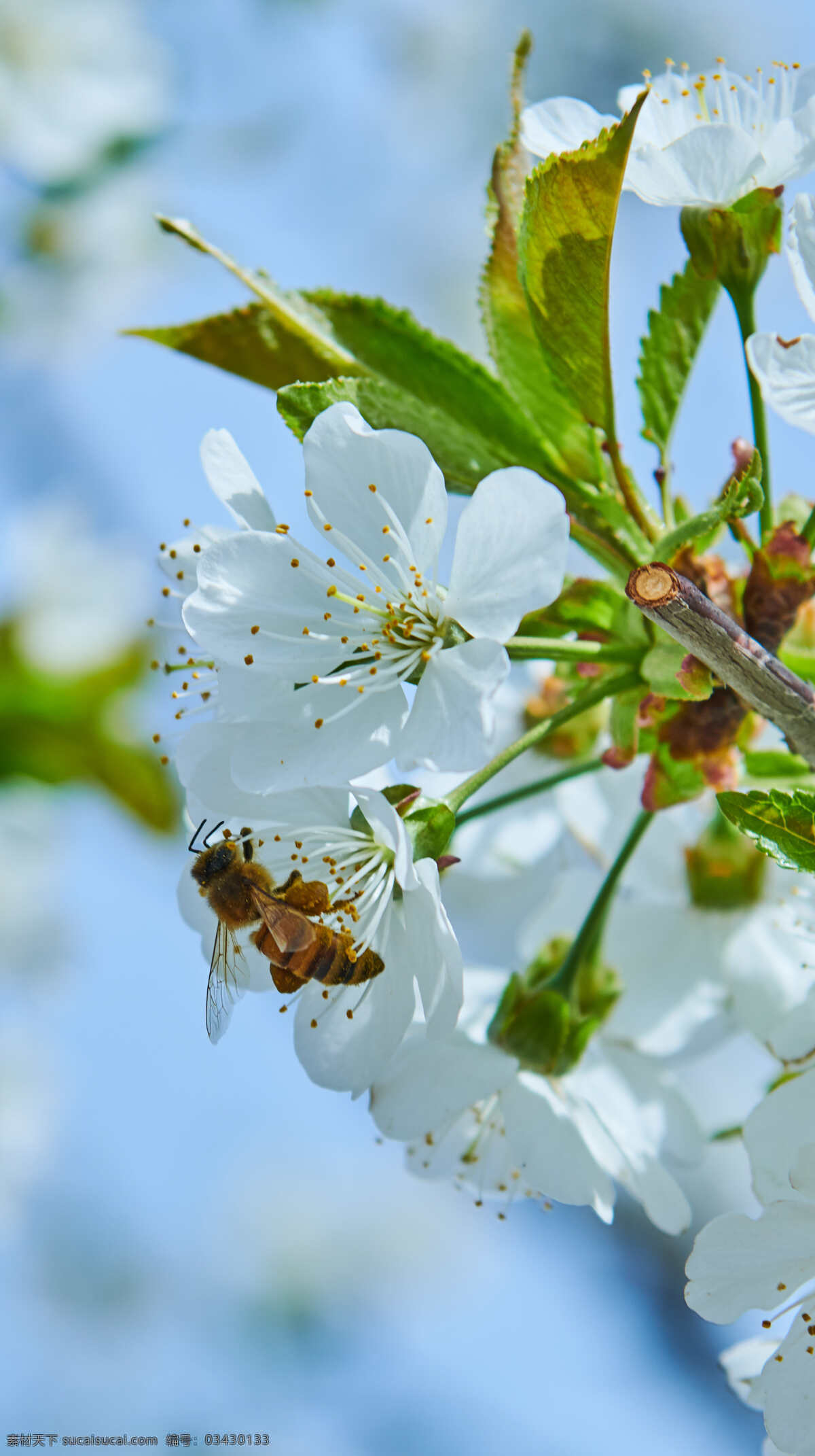 采蜜 花 蜜蜂 飞舞 手机桌面 自然景观