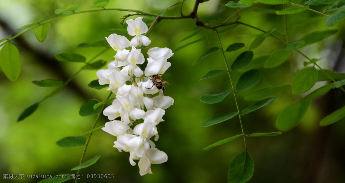 槐花 花卉 鲜花 鲜艳 美丽 草本植物 木本植物 花草 生物世界 绿色