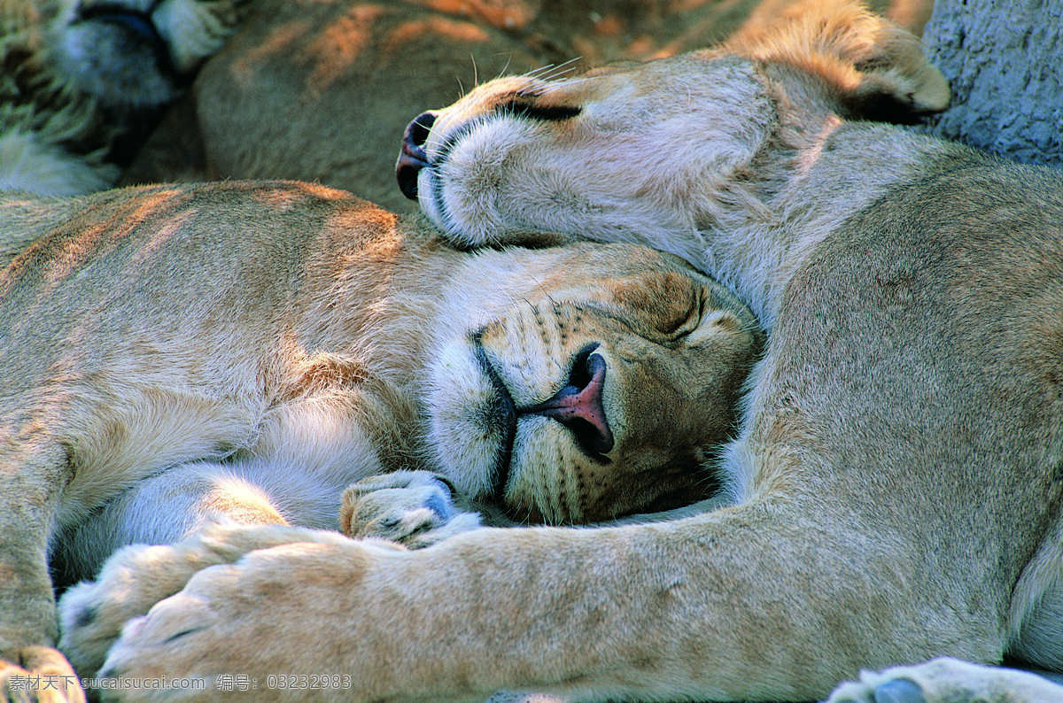 睡觉的狮子 野生动物 动物世界 哺乳动物 狮子 睡觉 摄影图 陆地动物 生物世界 灰色