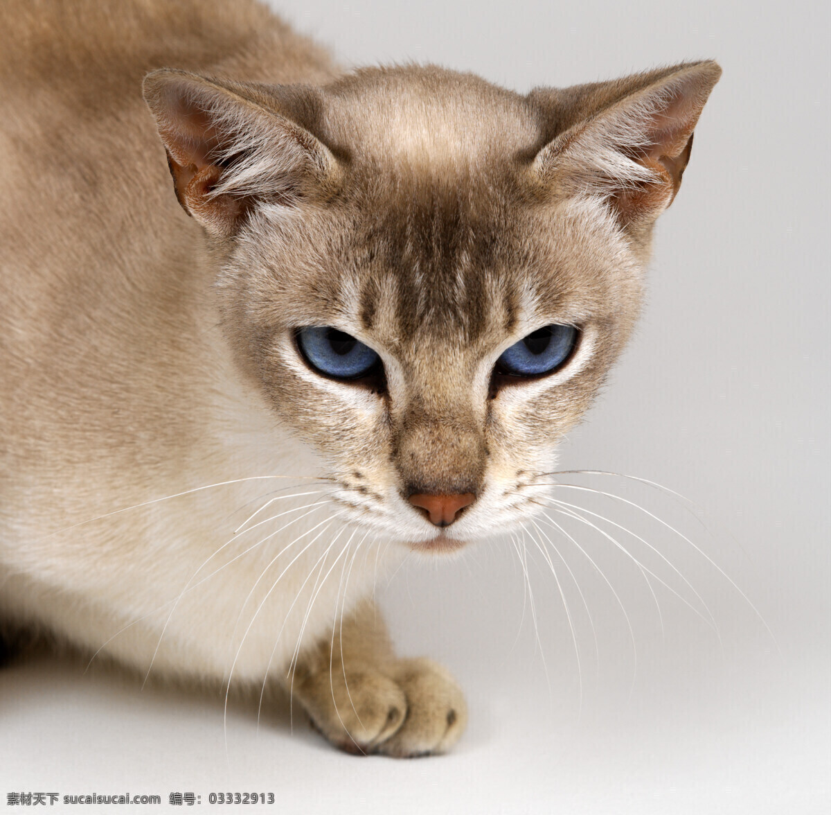 宠物 猫 小猫 小猫图片 宠物猫 宠物猫图片 可爱 小猫图片大全 小动物 猫咪图片 生物世界
