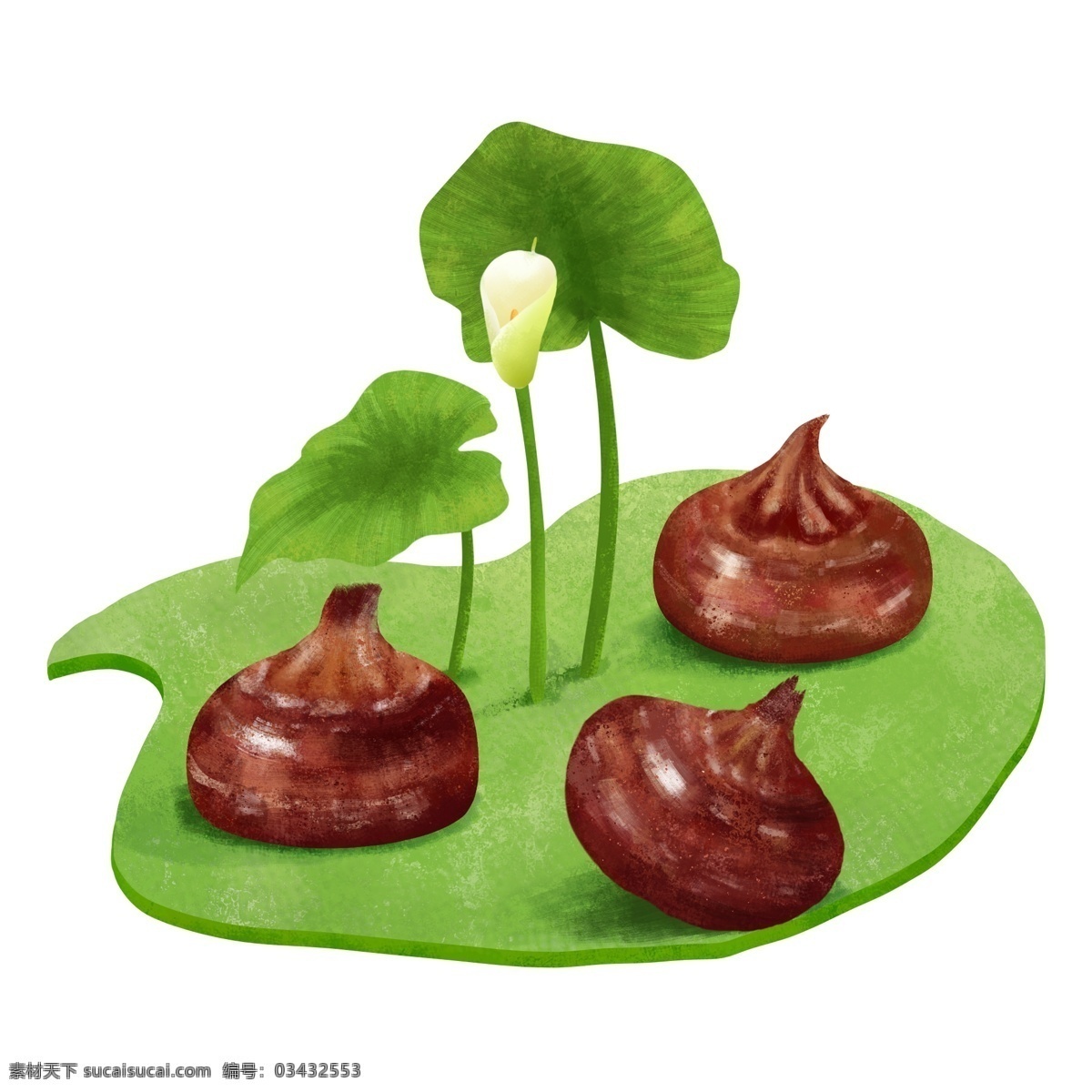 处暑 马蹄 手绘 插画 盛夏 植物 大暑 夏天 马蹄叶 马蹄花