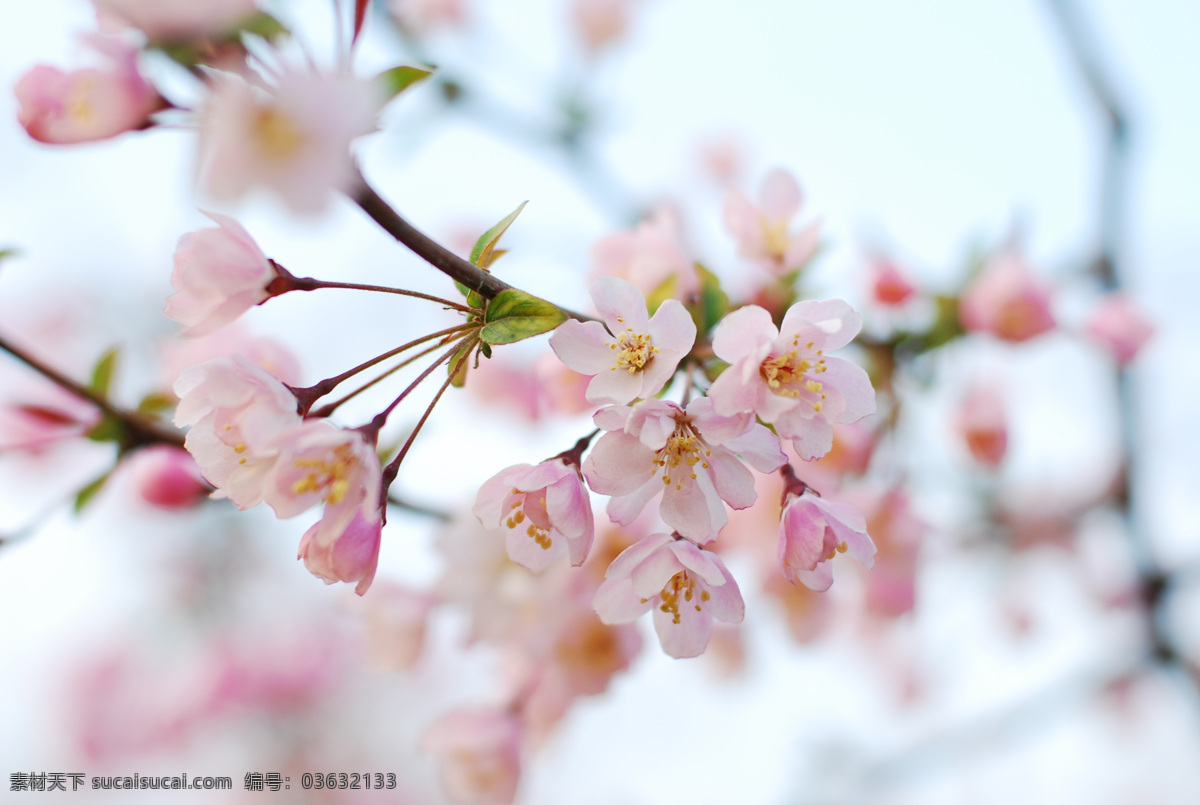 花卉摄影 桃花摄影 桃花 花 花朵 红色的花 红色桃花 唯美桌面背景 广告设计素材 树枝 绿叶 花草 生物世界