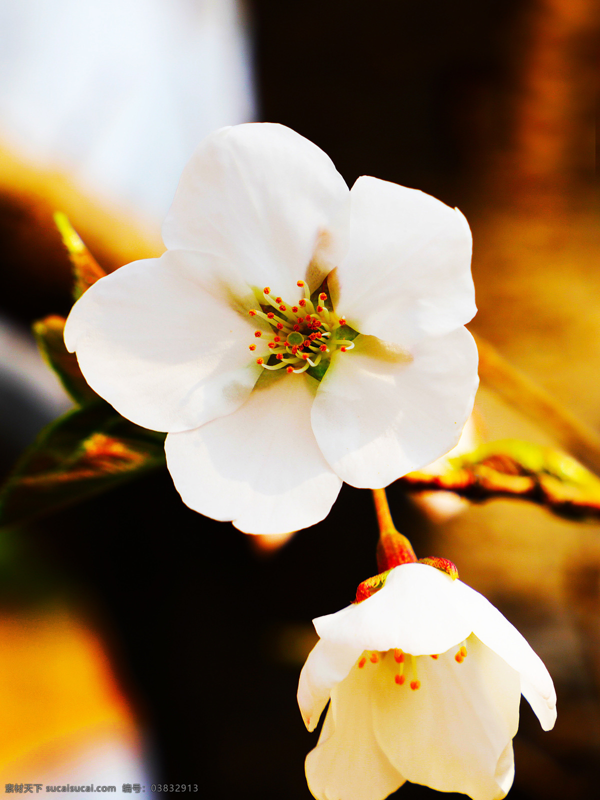 花瓣 一朵梨花 花蕊 五瓣花 自然景观