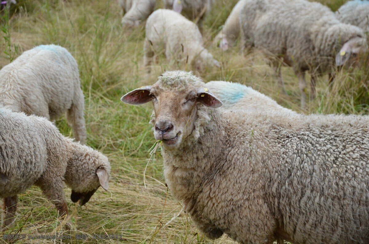 可爱的小绵羊 小绵羊 绵羊 羊群 小羊 羊羔 畜牧业 养殖业 生物世界 家禽家畜