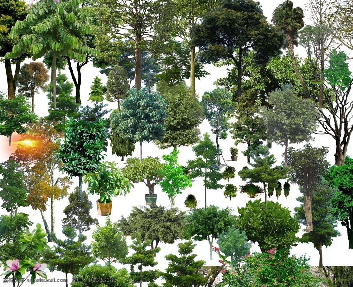 景观 后期 常用 植物 树种 绿化 景观后期 常用植物 树种绿化 后期素材 配景 绿化景观 环境设计 园林设计 景观设计
