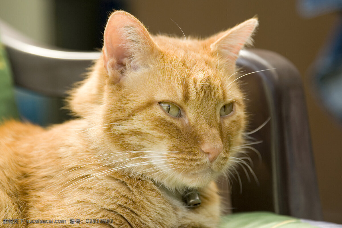 趴着的猫 草地 猫咪 可爱 小猫 宠物 动物世界 摄影图 陆地动物 生物世界 黑色