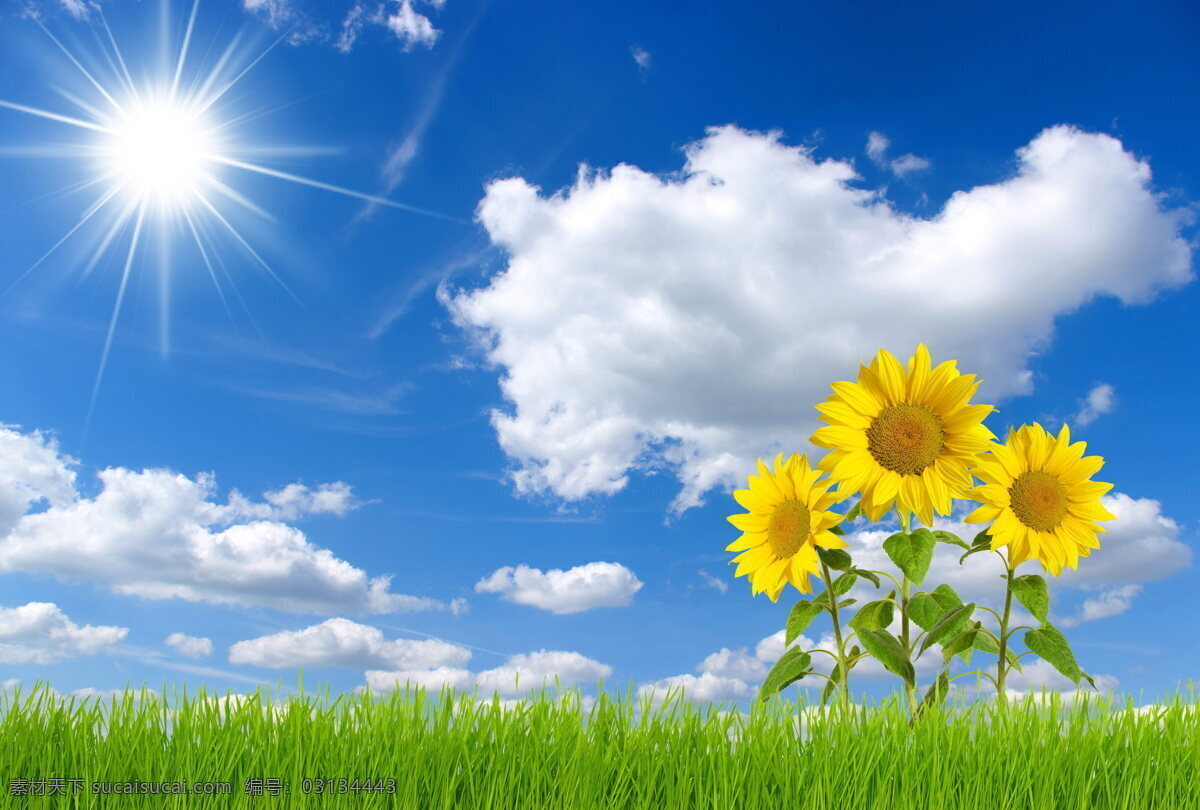 向阳花 黄花 黄色花朵 鲜花 花朵 花卉 花瓣 唯美花朵 花草 植物 向日葵花 生物世界 太阳 云朵 天空