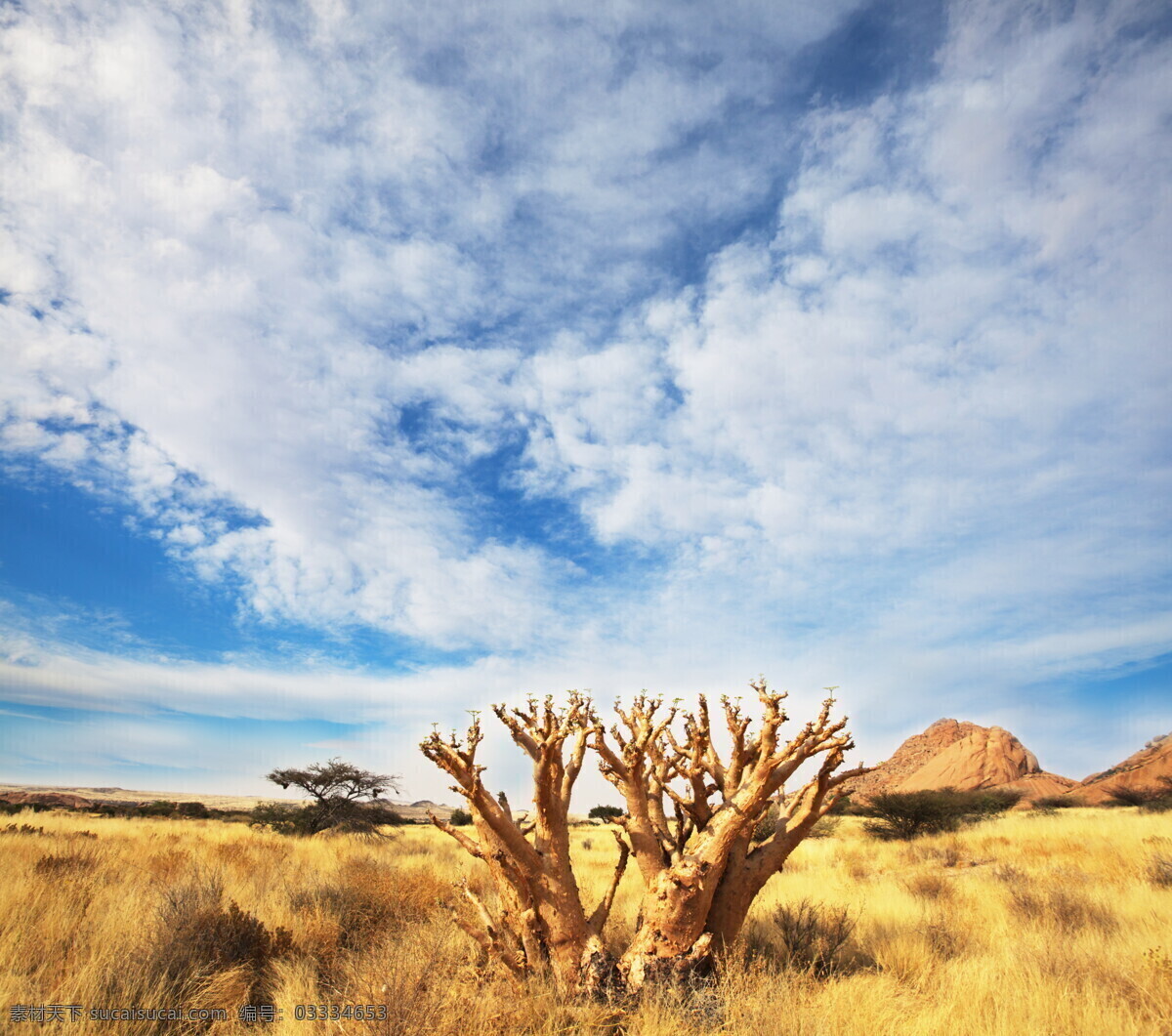 非洲 草原 风光 美丽风景 草地 灌木 枯树 非洲平原 蓝天白云 自然风景 摄影图库 高清图片 草原图片 风景图片