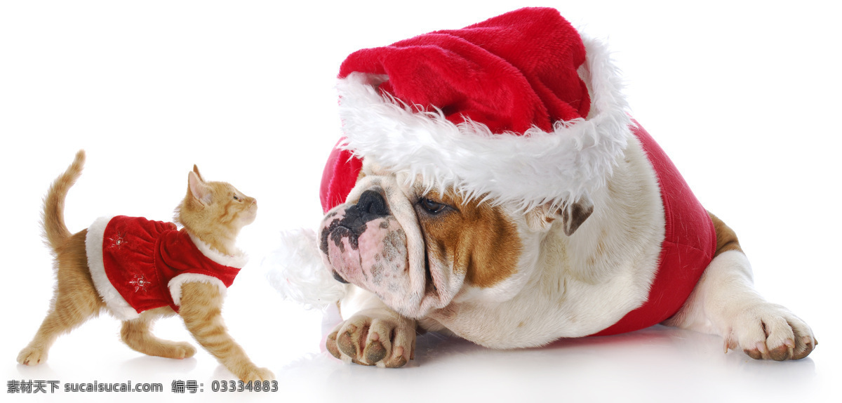 圣诞狗 圣诞 狗 圣诞节 小狗 礼物 红色 圣诞装 帽子 彩带 礼盒 宠物 家禽家畜 生物世界 朋友