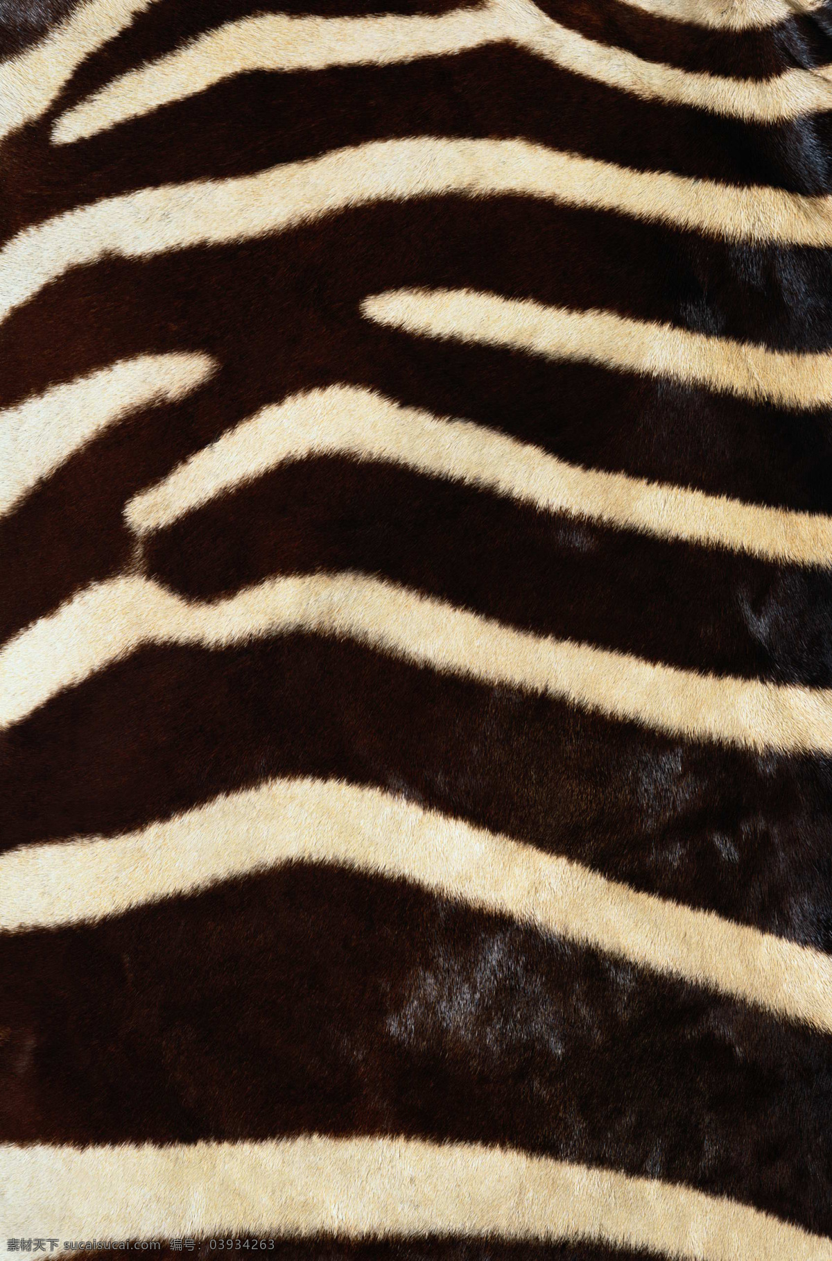 实物 面料 斑马纹 服装图案 实物面料 动物皮纹 面料图库 服装设计