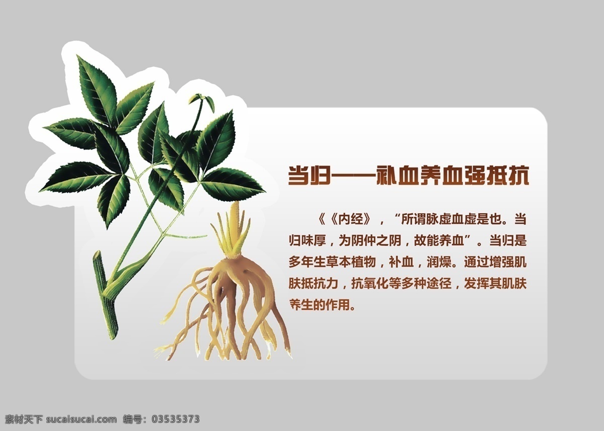 中草药当归 中草药 当归 药效 海报