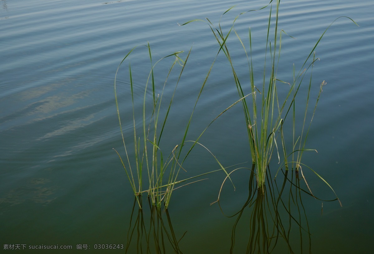 水中的芦苇 湖泊 湖水 芦苇 绿色 植物 水草 波纹 自然景观 自然风景