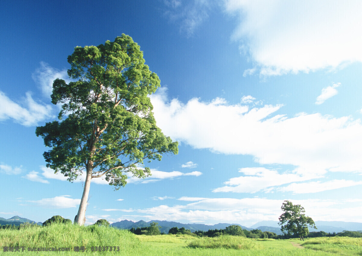 蓝天 绿树 白云 草地 自然景观 自然风景 自然生活 摄影图库