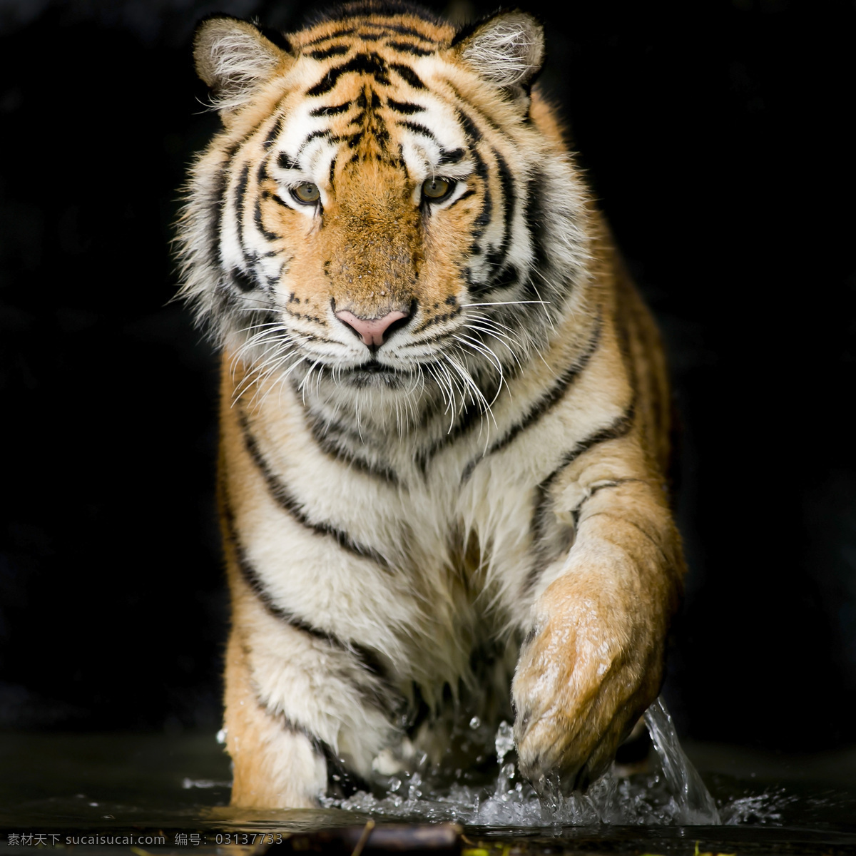 老虎 猫科动物 野生 雪地 东北虎 保护动物 濒危野生动物 百兽之王 动物 非人工驯养 野生动物 生物世界