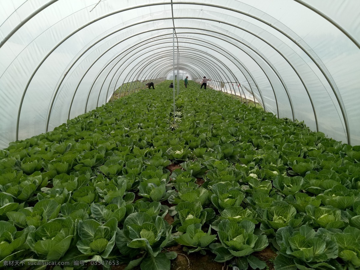 无公害 蔬菜 大棚 无公害蔬菜 包菜 有机种植 专人养护 大自然 餐饮美食 食物原料