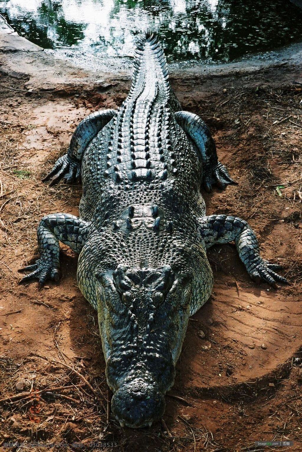 鳄鱼 经典鳄鱼 生物世界 野生动物 摄影图库