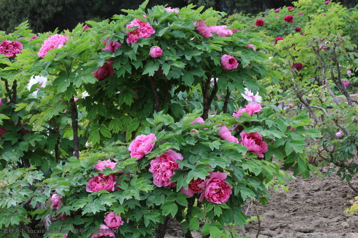 牡丹花 牡丹 观赏花卉 鼠姑 木芍药 百雨金 洛阳花 花朵 花瓣 花蕊 花卉 花儿 花草 植物 园林绿化 绿化景观 芍药牡丹 生物世界