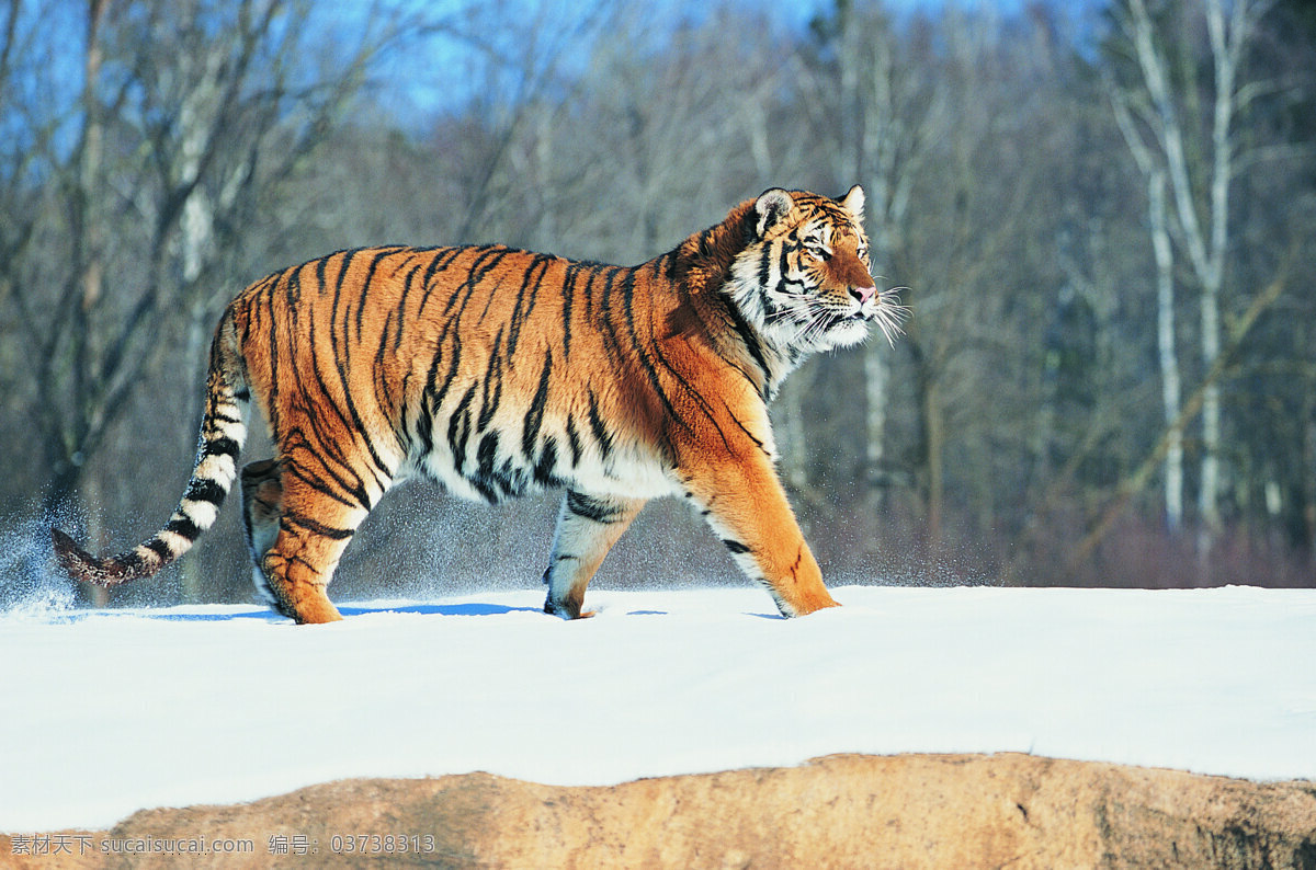 雪地上的老虎 野生动物 动物世界 哺乳动物 雪地 老虎 陆地动物 生物世界 白色