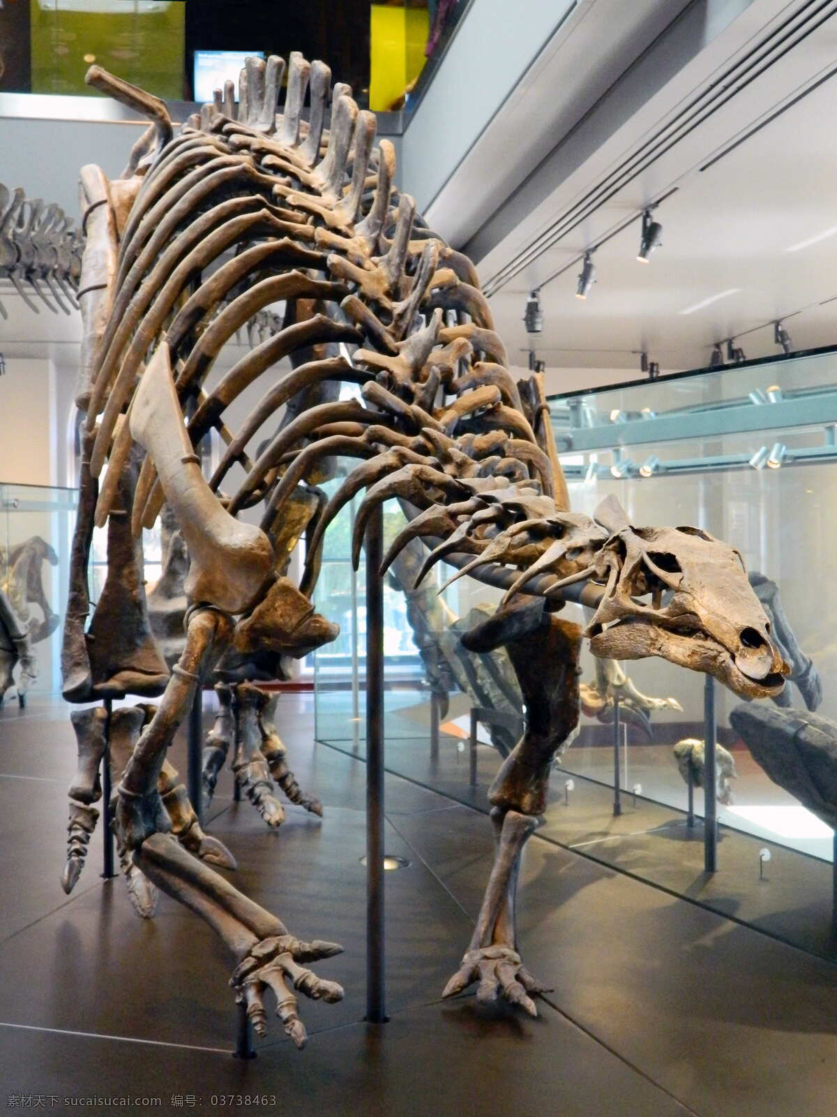恐龙化石 化石 古生物 元古化石 远古化石 生物世界 野生动物