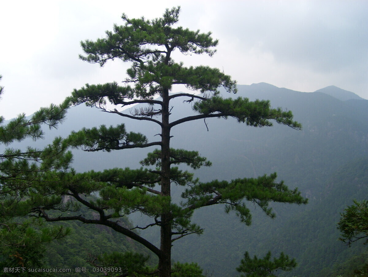 青松 高山上的青松 旅游摄影 自然风景 摄影图库