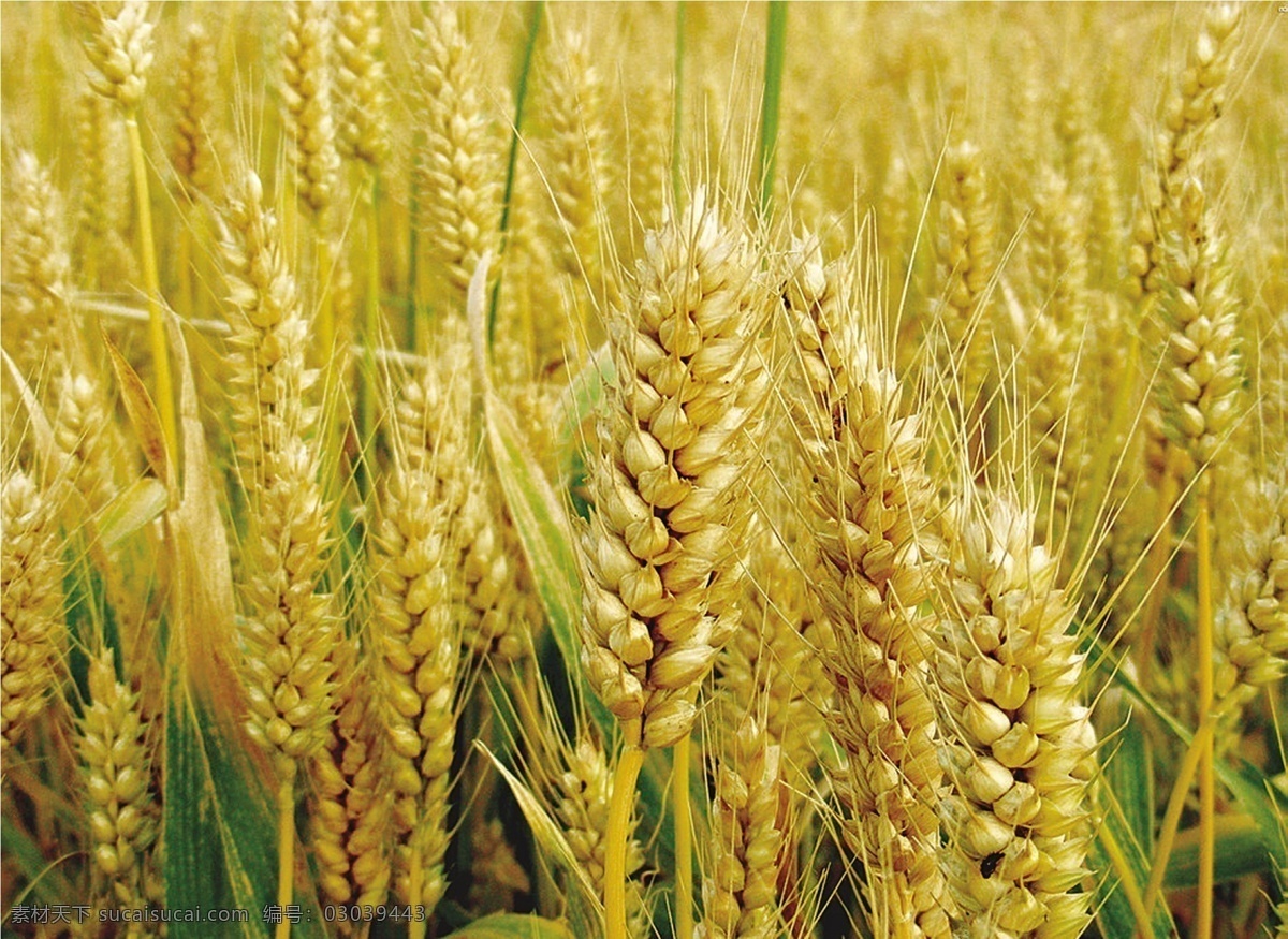 小麦地 麦穗 食物 实物 麦田 农作物 分层 风景