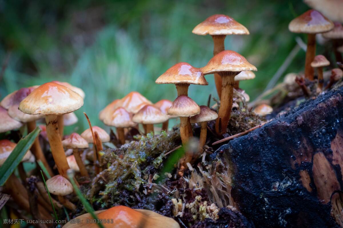 蘑菇图片 蘑菇 伞菇 野生菌 食用菌 菌类 口菇 香菇 野外 森林 美味 植物 生物世界 蔬菜