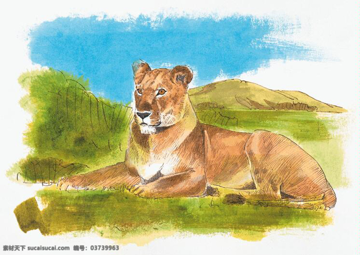 狮子 动物插图 肉食动物02 设计素材 肉食动物 书画美术 白色