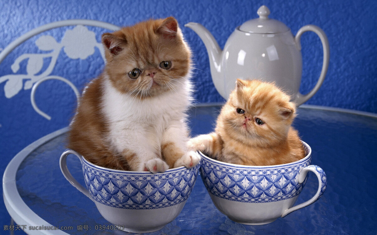 和杯子 大 猫 小猫 杯子的图片 杯子图片 杯子印图片 茶杯 茶几 杯子 中 小花 杯子vi 杯子创意图片 生物世界