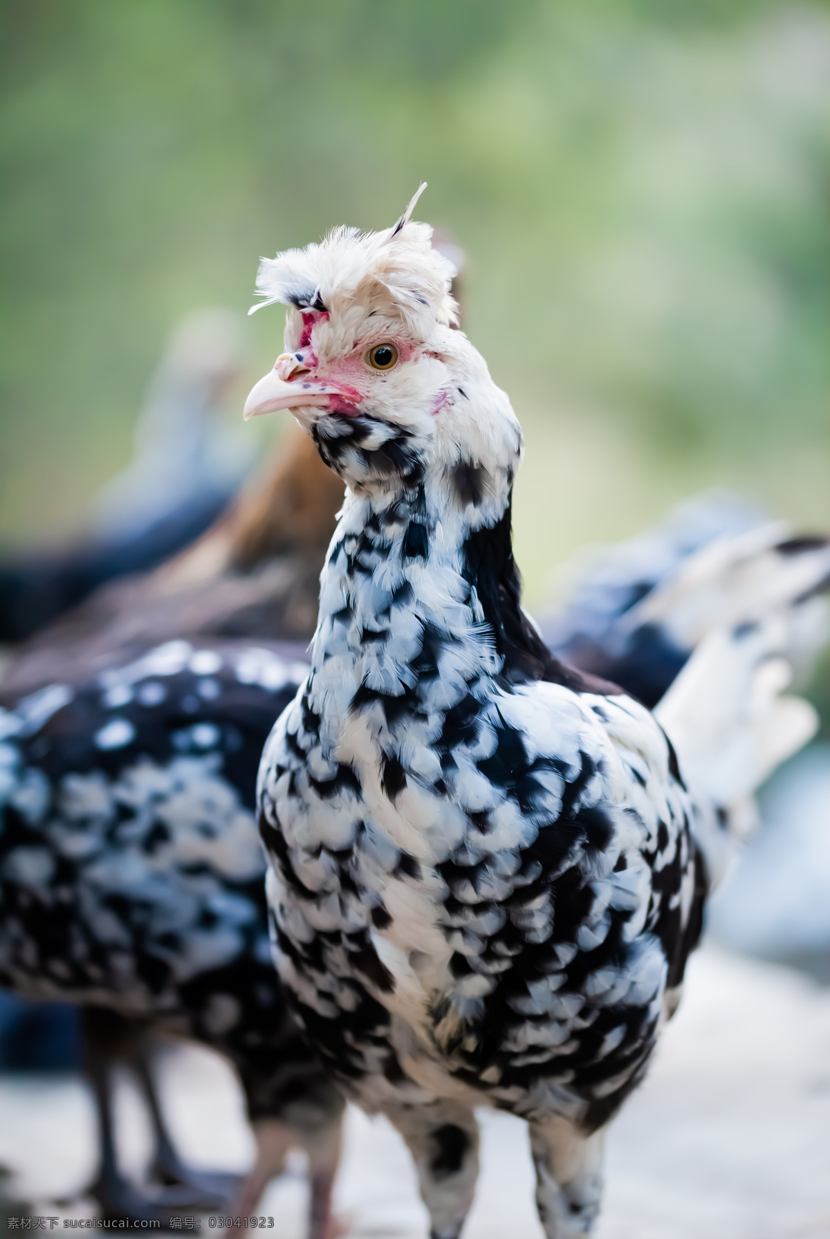 贵妃鸡图片 鸡 山养 散养 野生 原生态 贵妇鸡 生态养殖 生物世界 家禽家畜