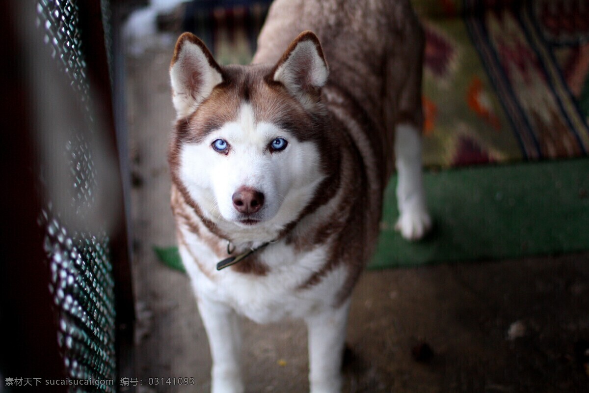 哈士奇 西伯利亚 雪橇犬 小哈 二哈 动物 宠物 家禽家畜 生物世界