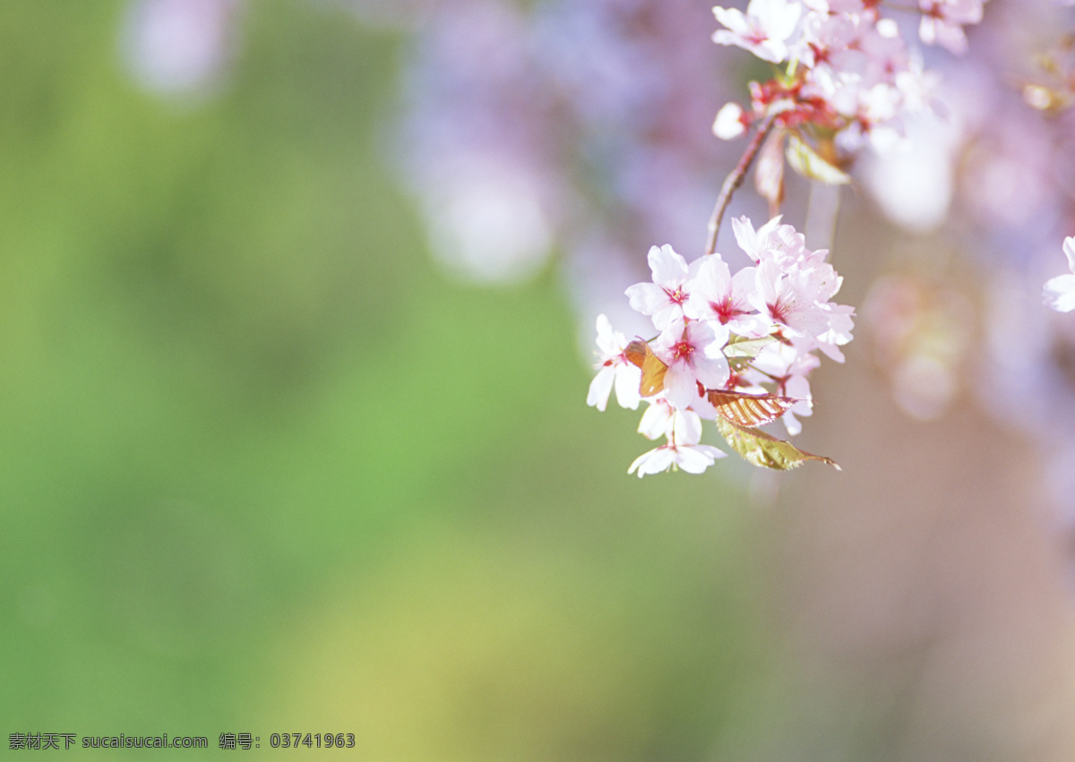 春天 桃花 实用 背景 春天背景 实用背景 背景素材 绿色背景 花 花朵 树枝 高清图片 花草树木 生物世界