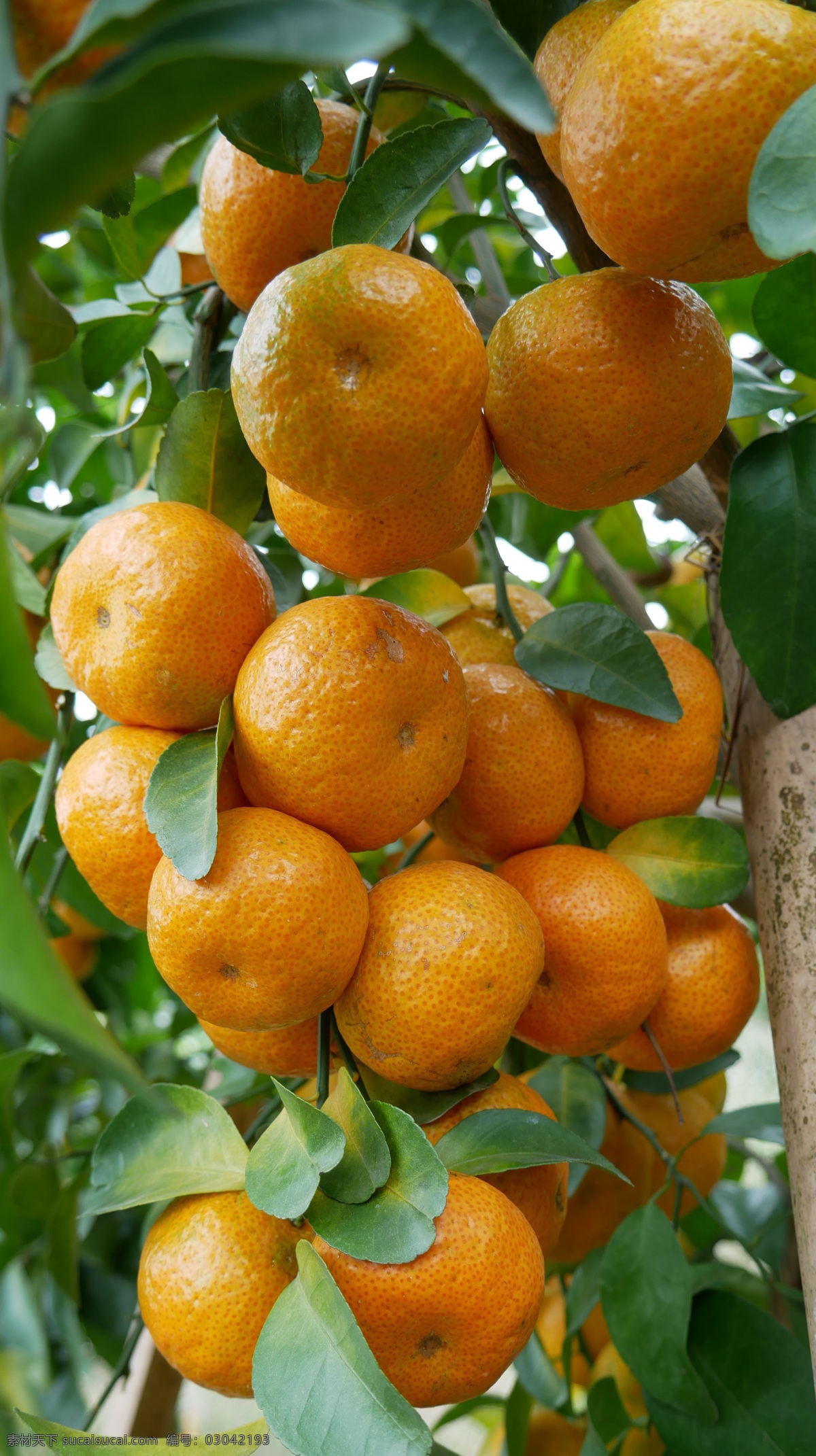沙糖桔 柑橘 桔子图片 桔子 农业 果树 水果 生物世界