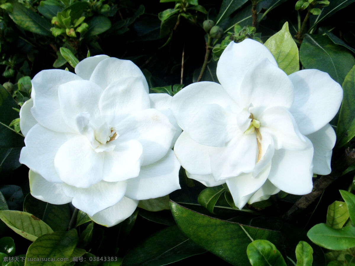 唯美 洁白 栀子花 高清 白色 鲜花栀子花 唯美花朵 浪漫花朵