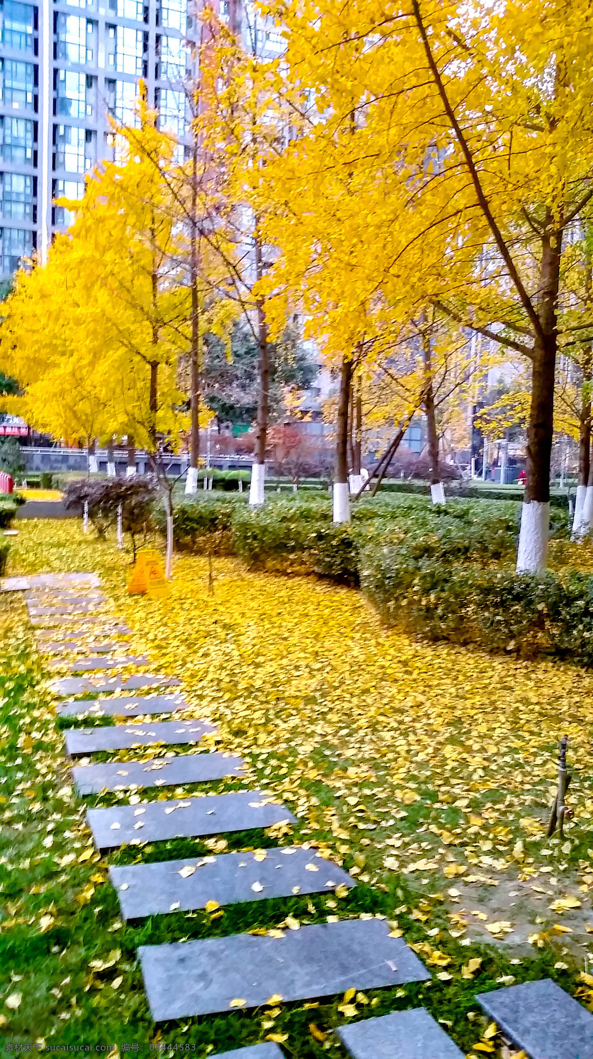 银杏树 成都 秋天 黄叶 银杏 杏叶 风景 阳光 金黄 落叶 天府之国 自然景观 自然风景