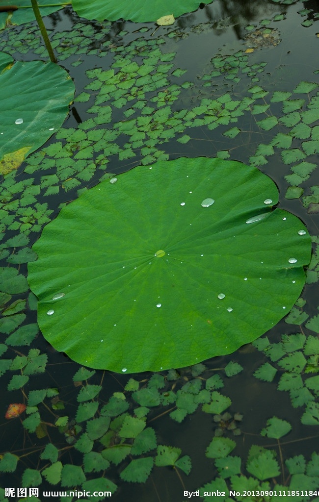 荷叶 莲叶 莲花湖 湖面 水珠 水草 辽宁 铁岭 凡 河 新区 风光 国内旅游 旅游摄影