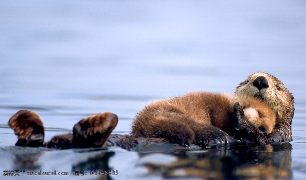 躺 妈妈 怀里 小海 獭 生物 动物 野生动物 哺乳动物 野兽 海獭 生物世界