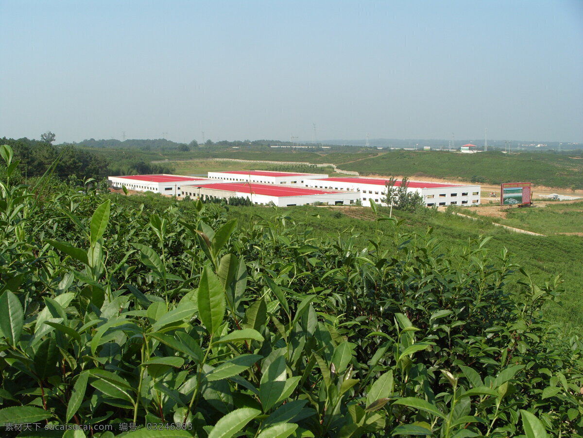 茶素材 茶叶 茶园 茶园风光 茶园风景 绿色 田园风光 茶园实景照片 山峰茶园 农业实景照片 茶园照片 茶园厂房 茶园素材 绿色生态茶园 绿色茶园 茶园实景 自然景观