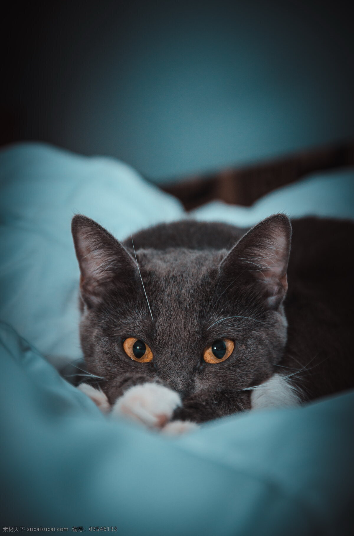 可爱英短蓝猫 可爱蓝猫 可爱英短 可爱 英国短毛猫 可爱小猫 可爱猫咪 宠物猫 家猫 宠物 动物 生物物种 生物世界 图片大全 高清图片下载 共享素材 家禽家畜