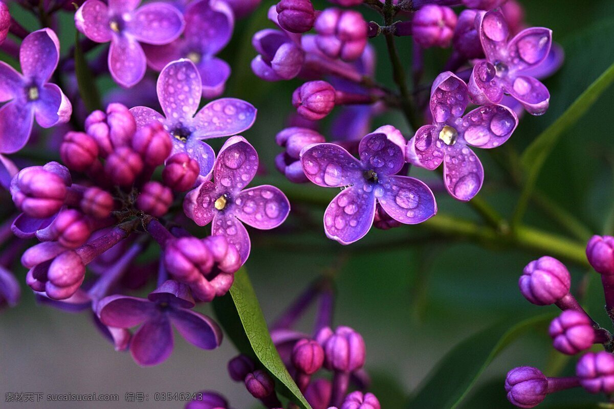 紫色花 鲜花 花 花卉 菊花 郁金香 野花 玫瑰花 仙人掌 芦荟 多肉球 植物 鲜花摄影 美丽 鲜艳 色彩缤纷 各种各样花 风景 熏衣草 白色花 蓝色花 绿色花 向日葵 橙色花 花卉背景 花背景 背景 鲜花背景 欣赏 花朵 花苞 大自然 丁香花 森林 树木 花草 自然 植物类 科学