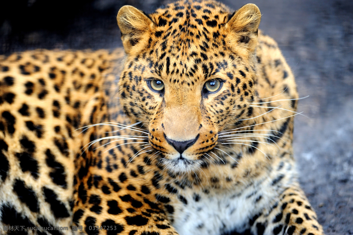 金钱豹 豹子 猎豹 动物世界 野生动物 陆地动物 动物摄影 生物世界