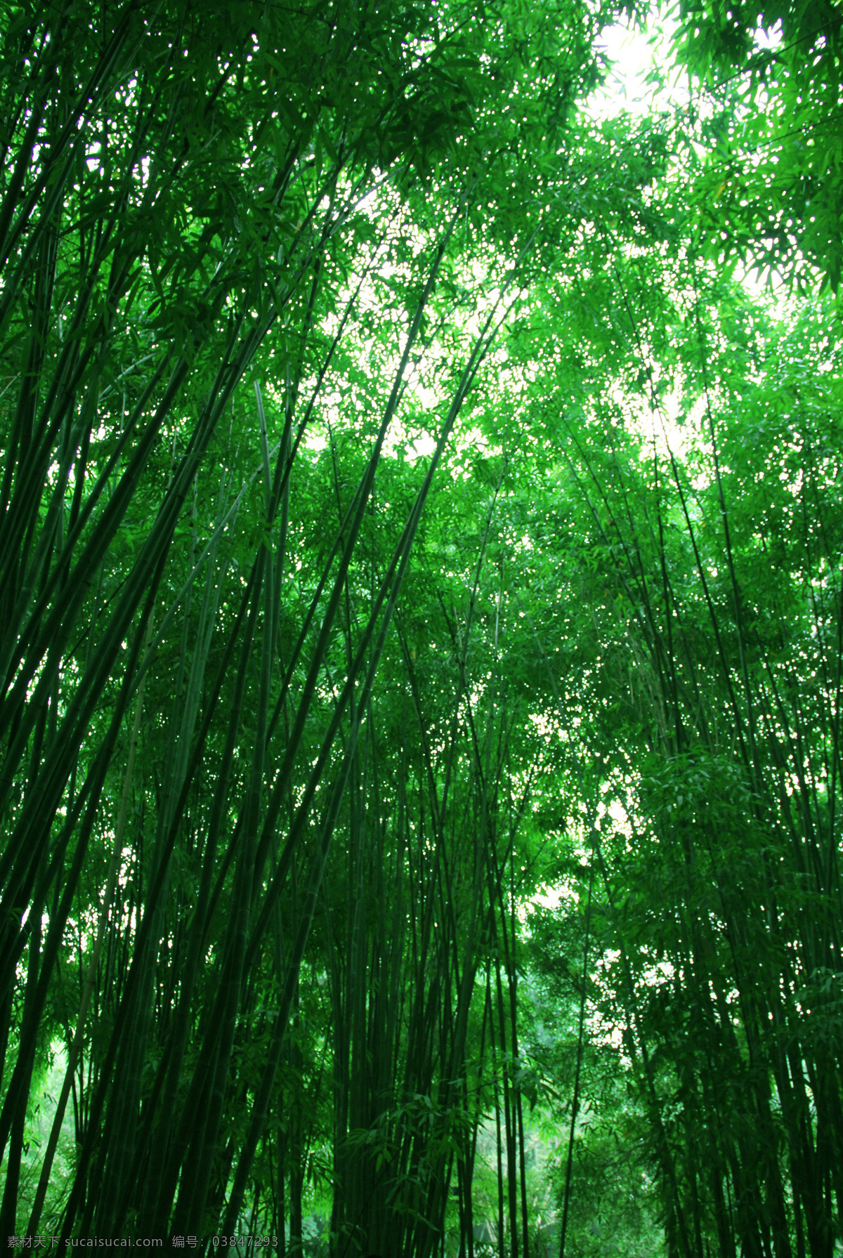 翠竹 绿色 春天 竹节 生物世界 树木树叶 翠竹摄影图 翠竹图片 绿色的竹子 竹林 竹林深处 大片竹林 竹林摄影 竹子 共享素材摄影