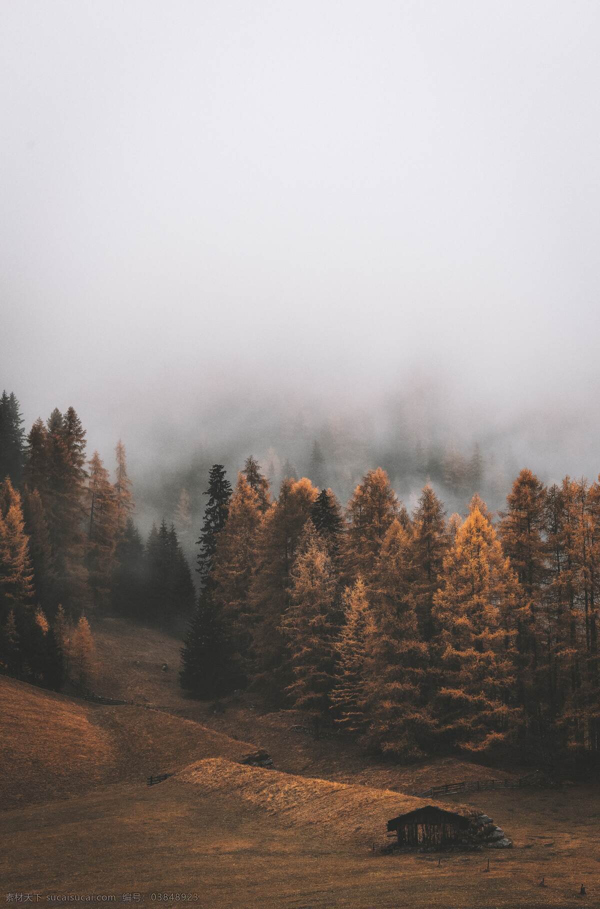 山脊迷雾 户外 山脊 迷雾 松树 拍摄 摄影类 自然景观 山水风景