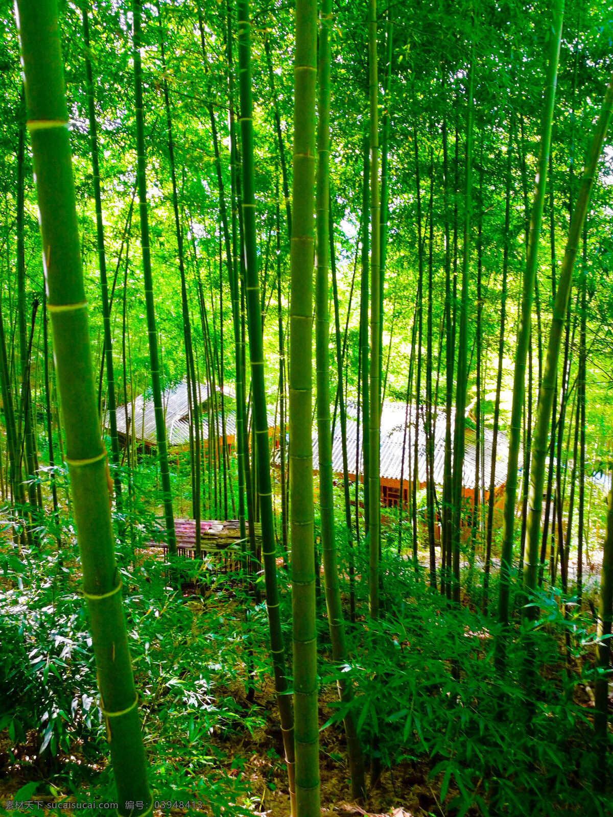 竹房子 竹照片 竹子 竹子照片 主杆 竹叶 竹林 竹林照片 植物 植物照片 竹子背景照片 树叶 生物世界 树木树叶