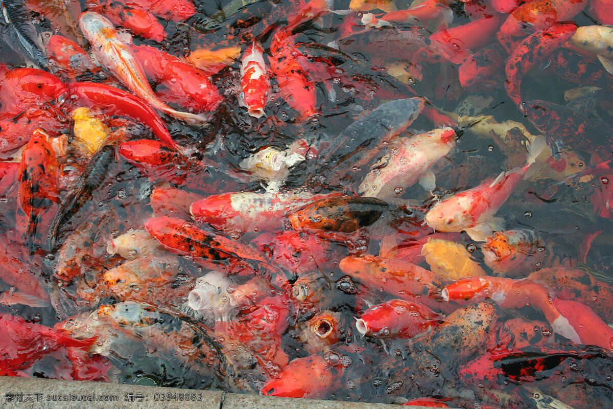 鲤鱼 成群 锦鲤 生物世界 鱼类 鲤鱼成群 鲤鱼群