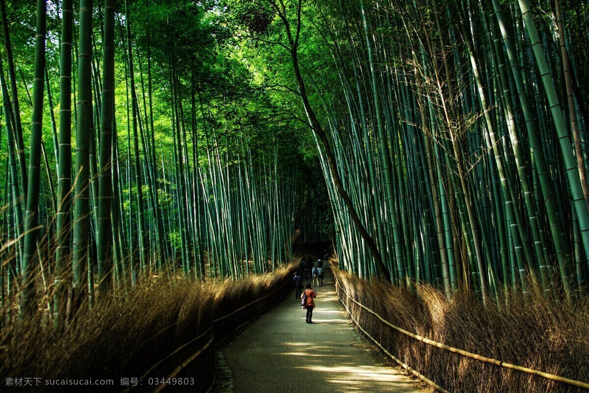 竹 幽道 人群 人 阳光 绿色竹林 幽静 意境竹林 茶叶 竹林背景 竹子背景 中国风 修身 道教 竹子 竹叶 楠竹林 楠竹 毛竹 南竹 江南竹 茅竹 毛竹林 竹子特写 近景竹子 竹海 竹子竹林 森林 生物世界 树木树叶