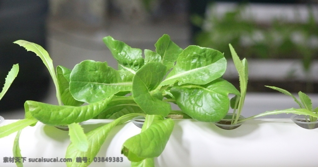 水培 水培蔬菜 奶油生菜 无土栽培 蔬菜 阳台种菜 绿色蔬菜 生物世界