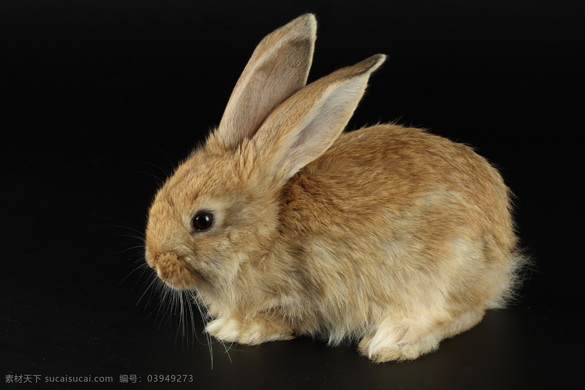 兔子 小兔子 兔年素材 兔兔 小灰兔 可爱的兔子 可爱 宠物 兔年生肖素材 家禽家畜 动物 兔子图片 生物 生物世界 野生动物 动物摄影