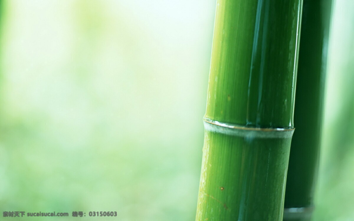 摄影图库 竹节 竹林 竹林风景图片 竹叶 竹子 竹子的图片 竹子特写 竹子图片 关于 竹子动画图片 竹子图片下载 生物世界