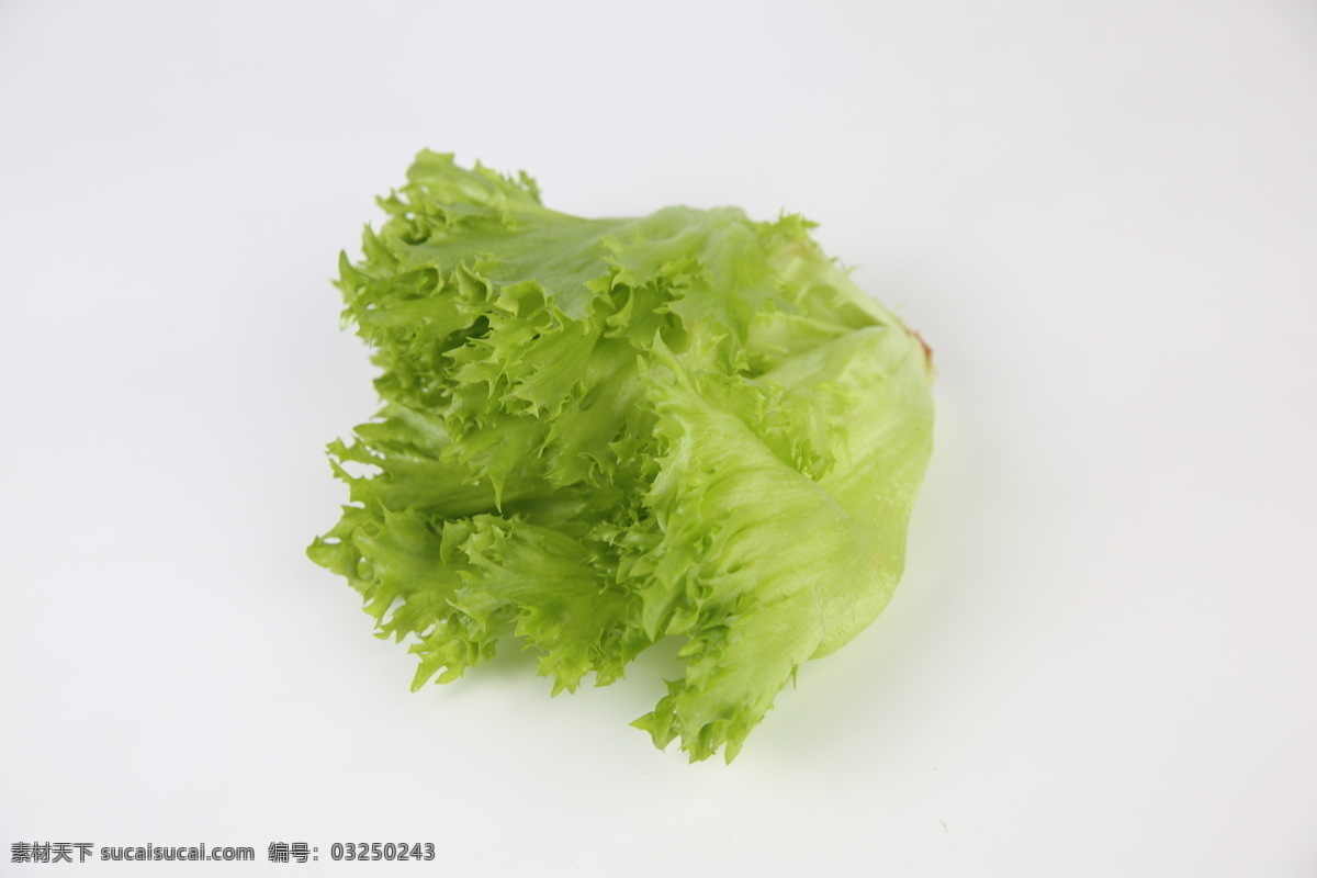 优雅 优雅生菜 生菜 菜 青菜 蔬菜 生物世界